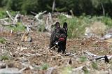 BOULEDOGUE FRANCAIS 039